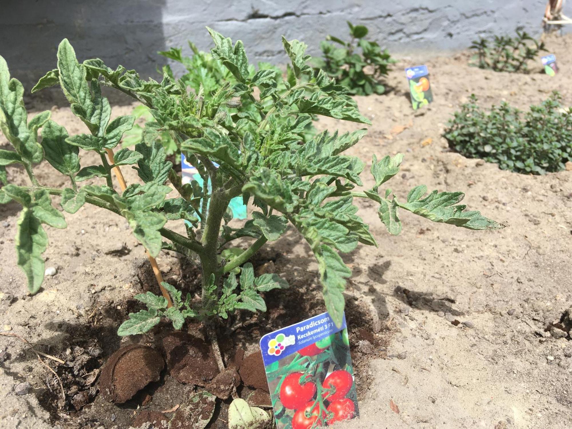 Balatonlelle Apartmanhaz מראה חיצוני תמונה